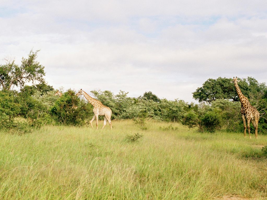 Giraffen Kruger National Park